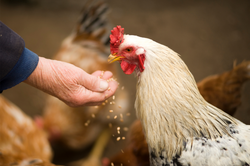 Chicken eating grains out of a hand.