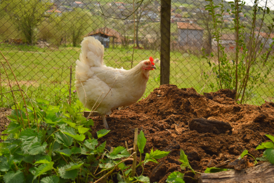 How to Start the Deep Litter Method in your Chicken Coop, and why it’s