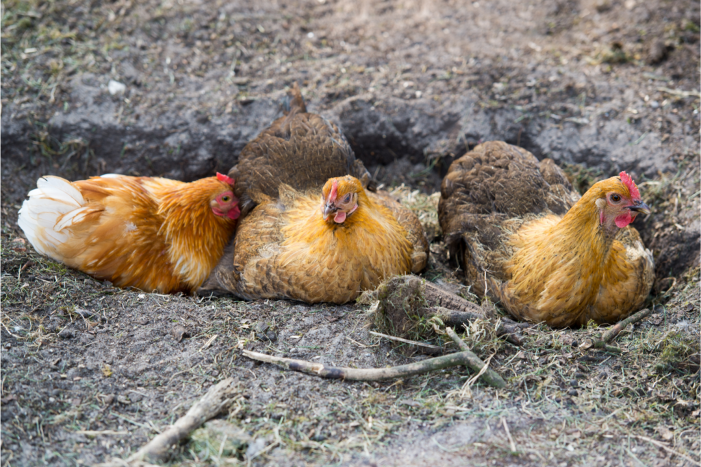 Chickens taking a dust bath.