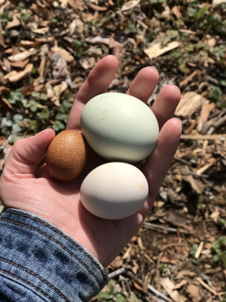 A hand holding three eggs, one large, one medium, and one small. 