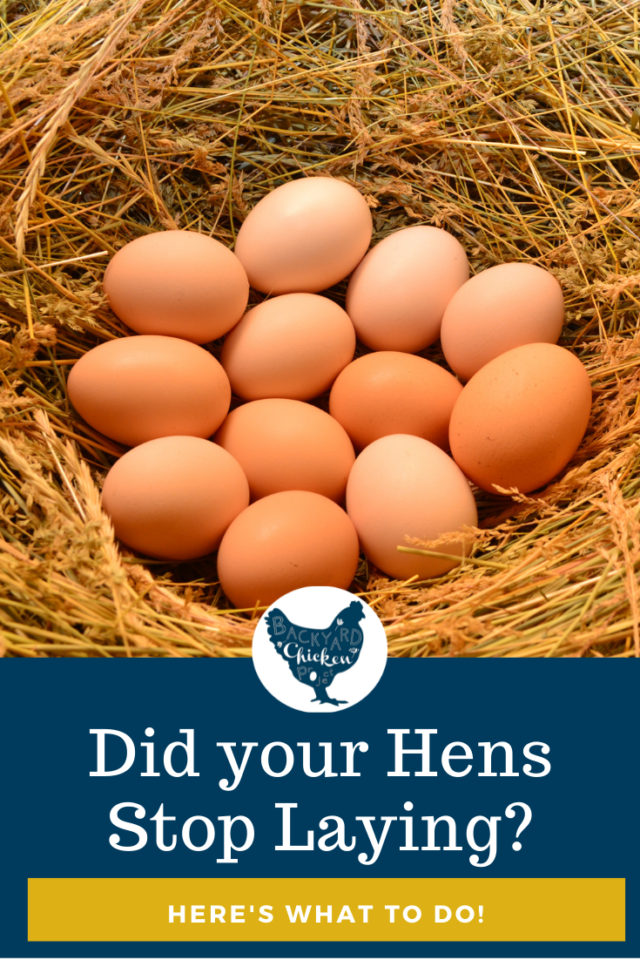 12 Reasons Why Chickens Stop Laying Eggs & How you Can Help Backyard Chicken Project