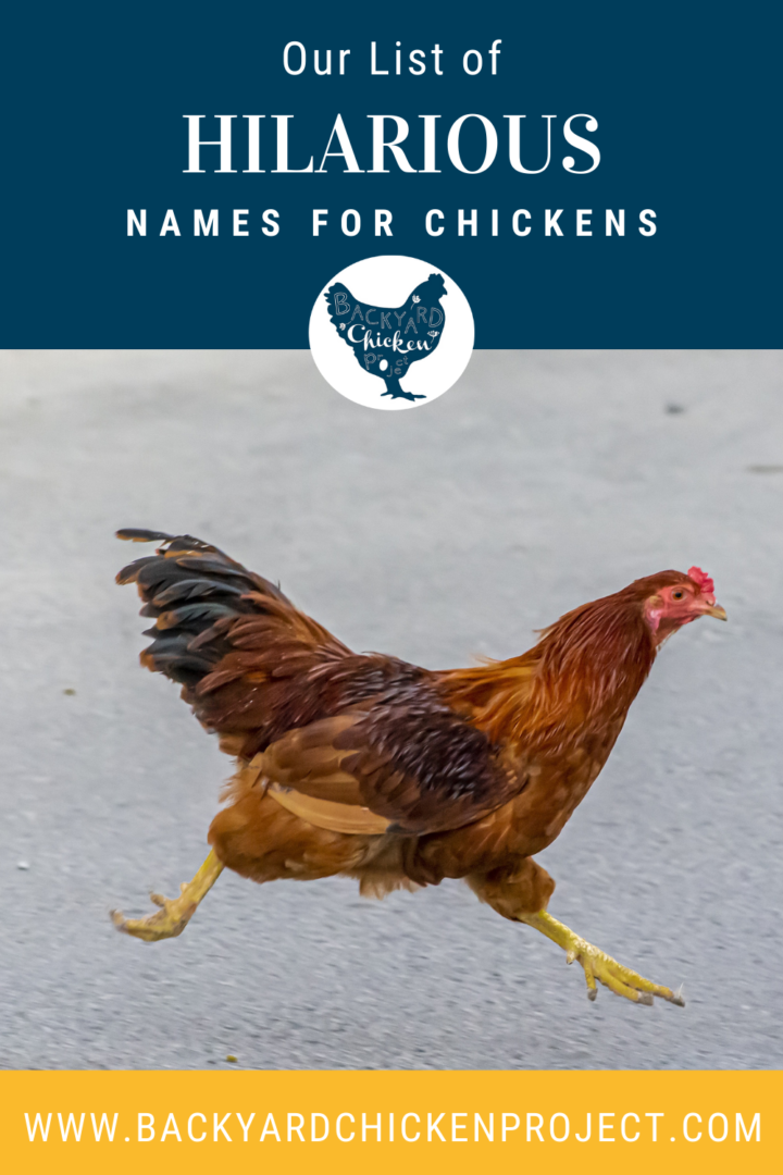 The Essential List of Funny Chicken Names Backyard Chicken Project