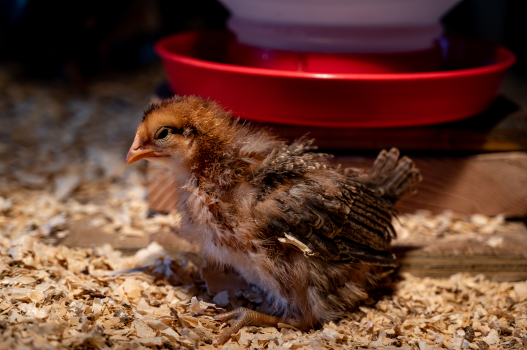 A chick standing next to a water fount. 
