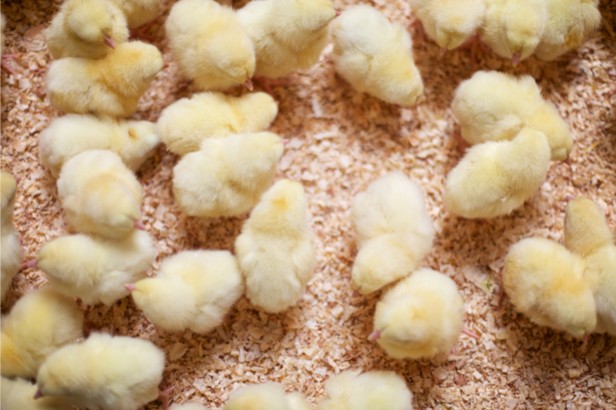 A bunch of yellow chicks standing in the brooder. 