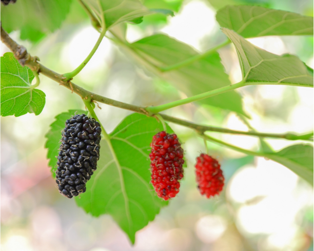 Mulberries on a tree. 