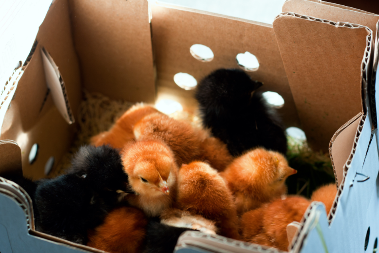 A box of mail order chicks. 
