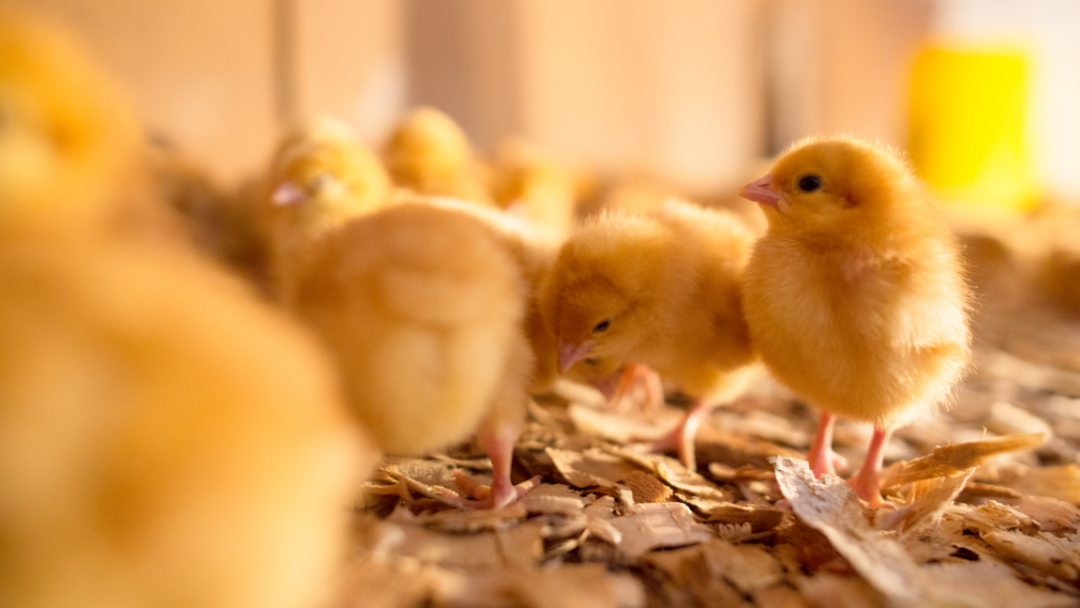 How to Buy Chickens Our Best Tips! Backyard Chicken Project