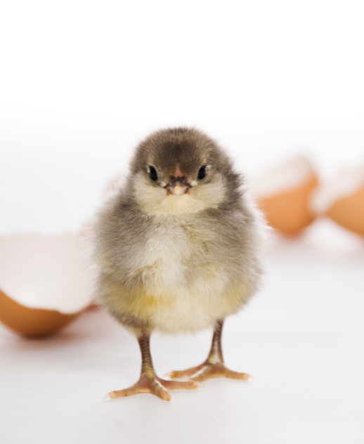 A gray chick standing amongst eggshells. 