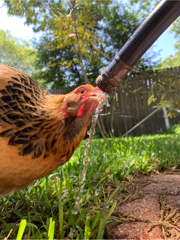 A chicken drinking out of the hose. 