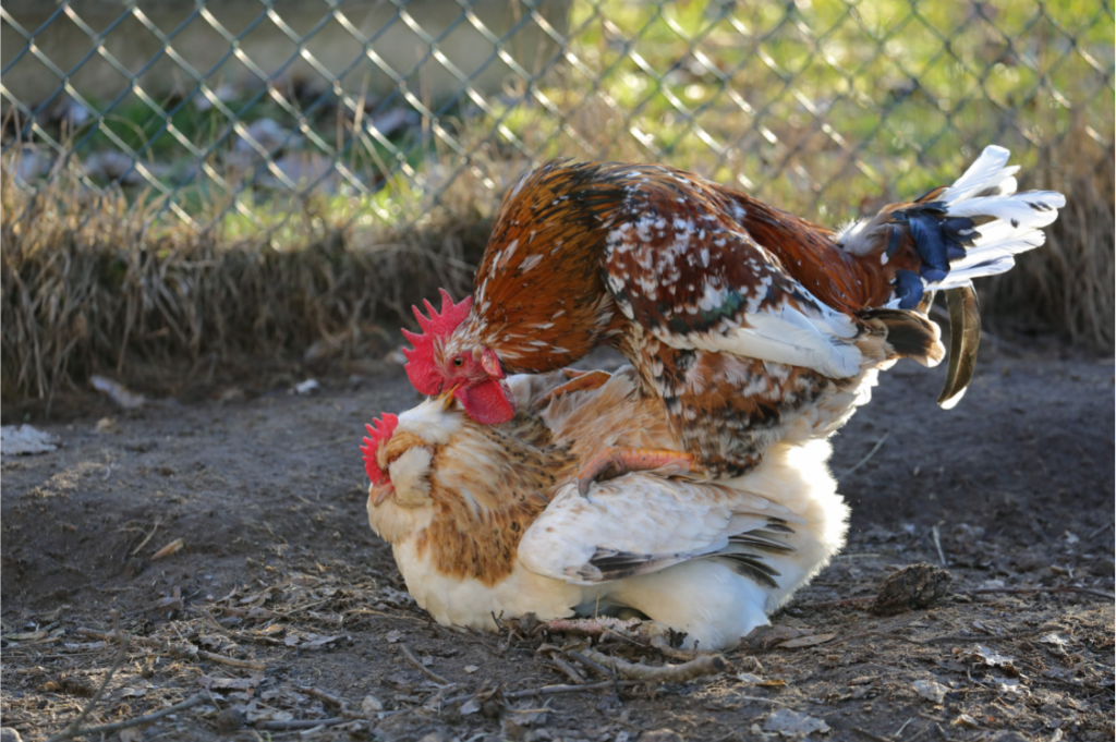 Chickens mating. 
