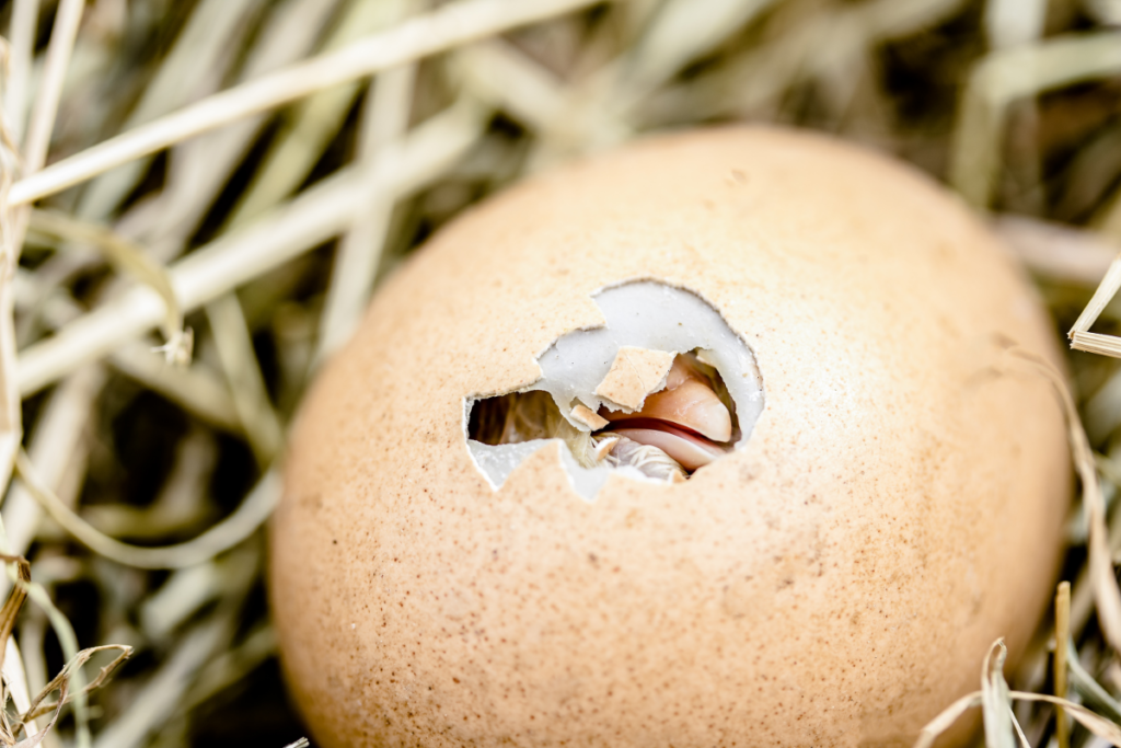 A chick hatching out of an egg. 