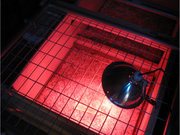 A red heat lamp over a brooder. 
