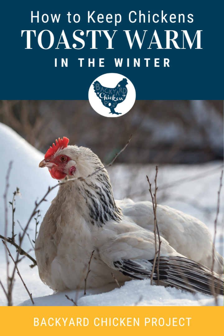 How to Keep Chickens Warm in Winter Everything You’ll Ever Need to