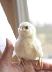 12 Absolute Best Friendly Chicken Breeds for Laying Eggs - Backyard ...